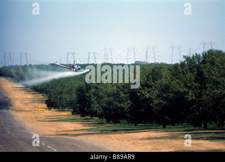 Elicottero spray sulla chimica degli alberi di agrumi California Foto Stock