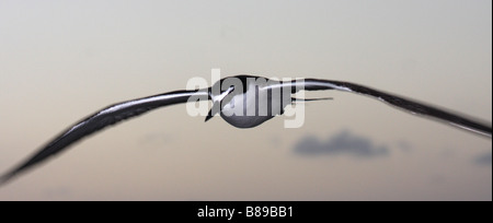 Imbrigliati tern adulto in volo Foto Stock