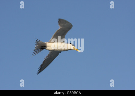 I capretti crested tern in volo Foto Stock