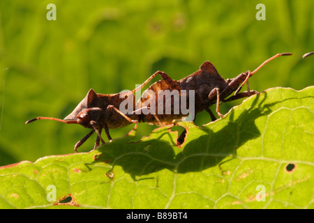 Vero bug, squash bug, dock bug, coreus marginatus Foto Stock