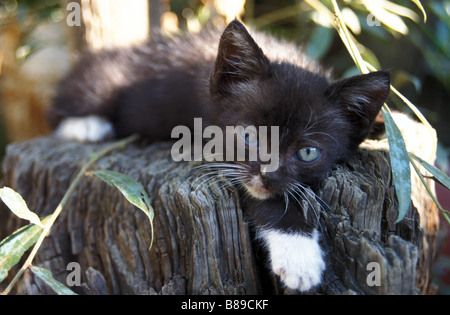 Cute cuddly cat pussycat appoggiato ora della siesta zampe dormire resto fur cross-eyed gattino rurale campania italia Italia Italiano Foto Stock