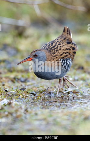 Porciglione (Rallus aquaticus) Foto Stock