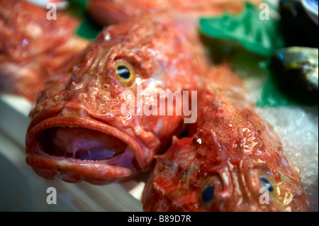 Scorfano o scorfani - Venezia Rialto Mercato del Pesce Foto Stock