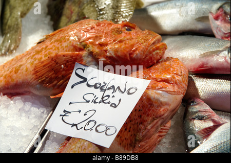 Scorfano o scorfani - Venezia Rialto Mercato del Pesce Foto Stock