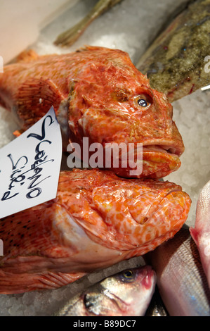 Scorfano o scorfani - Venezia Rialto Mercato del Pesce Foto Stock