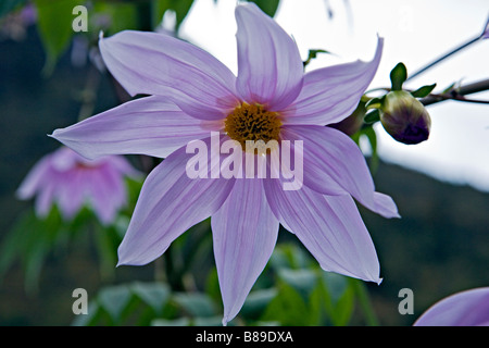 New Scenic 5 posti del Himalaya fiori dahlia tree Dahlia Dahlia imperialis come visto nella regione Solokhumbu Nepal Foto Stock