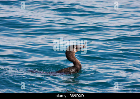 Le Galapagos Flightless cormorant, Nannopterum harrisi, deglutizione del pesce in Isabela Island, Isole Galapagos, Ecuador nel mese di settembre Foto Stock