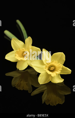 Due Daffodils giallo su sfondo scuro Foto Stock