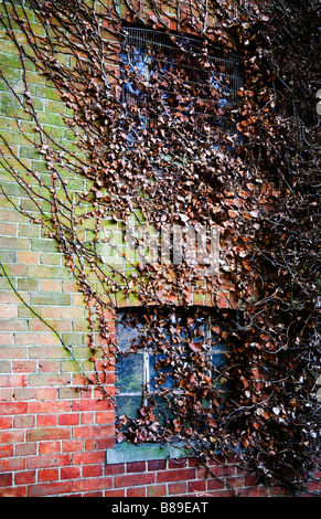 Dead ivy aggrappato a un vecchio coperte di muschio e parete di mattoni e finestre di un edificio abbandonato. Regno Unito. Foto Stock