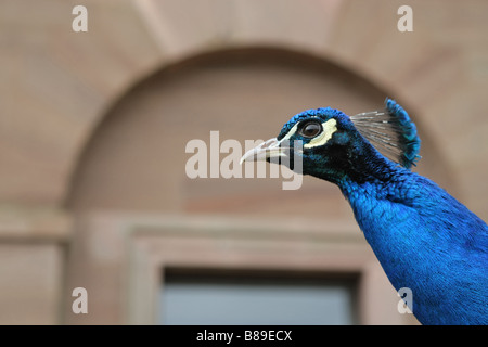 Primo piano di un pavone la testa Foto Stock