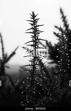 Gorse boccole contemplati all'inizio di rugiada di mattina. New Forest, Hampshire REGNO UNITO. Foto Stock