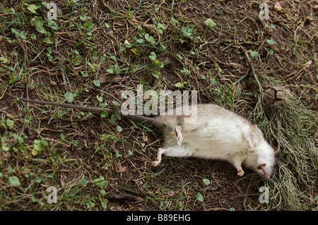 Dead Rat in giardino Foto Stock