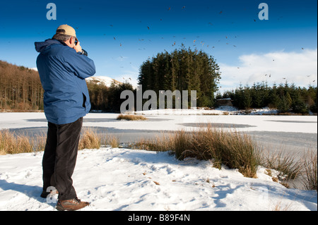 Una osservazione degli uccelli fotografando la alimentazione del red kites a Nant Yr Ariano centro foresta mid Wales UK Foto Stock