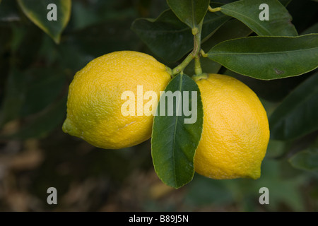 Coppia di limoni " Lisbona" varietà appeso sul ramo. Foto Stock