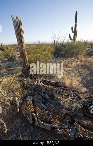 Caduto gigante Saguaro Saguaro National Park West Tucson in Arizona Foto Stock