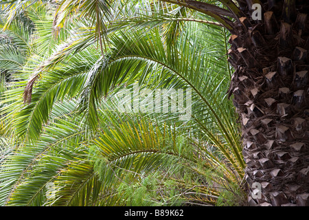 Fronde e il tronco di Canarian Palm tree Phoenix canariensis Gran Canaria Spagna Foto Stock
