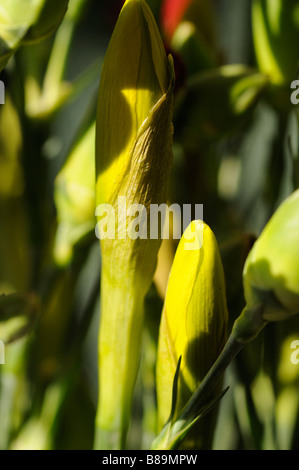 Daffodil germogli Foto Stock