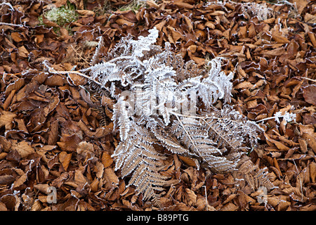 Bracken coperto di brina sulle foglie morte REGNO UNITO Foto Stock