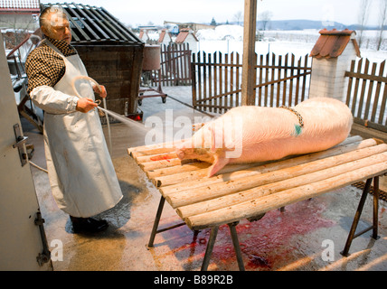 Tradizionale incollaggio di suini nella Repubblica Ceca Foto Stock