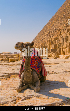 Camel accanto alla Piramide di Giza Cairo Foto Stock