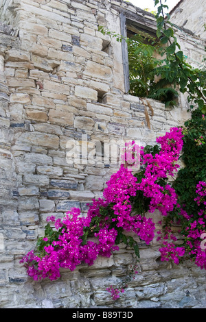 In piastrelle di pietra parete ricoperta con fiore fiori magenta (Bougainvillea). Lefkara, Cipro del Sud Foto Stock