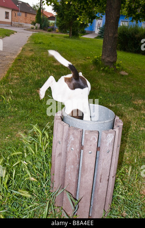 Senzatetto cane nel bidone dei rifiuti Foto Stock