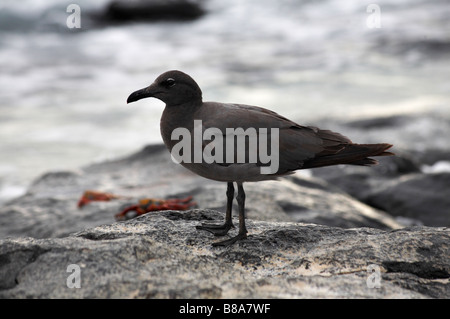 Gabbiano di lava, Larus fuliginosus, noto anche come dusky gabbiano in piedi sulle rocce a Mosquera isolotto, Isole Galapagos, Ecuador nel mese di settembre Foto Stock