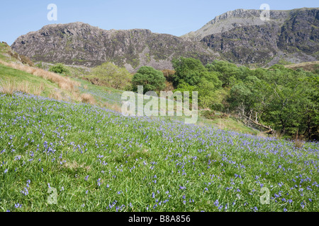 Welsh rurale valle con bluebells fioritura in primavera nel Parco Nazionale di Snowdonia. Cwm Pennant Gwynedd North Wales UK Foto Stock