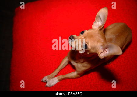 Cane chihuahua piccola tazzina chiwawa Foto Stock