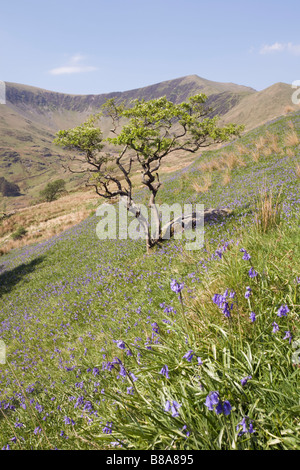 Welsh rurale valle con bluebells fioritura all'aperto in tarda primavera inizio estate nel Parco Nazionale di Snowdonia, Cwm Pennant, Gwynedd, Galles del Nord, Regno Unito Foto Stock