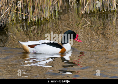 Brandgans - Tadorna tadorna - Shelduck Foto Stock