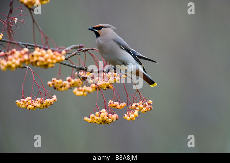 Bohemian Waxwing (Bombycilla garrulus) in rowan tree (Sorbus) Foto Stock