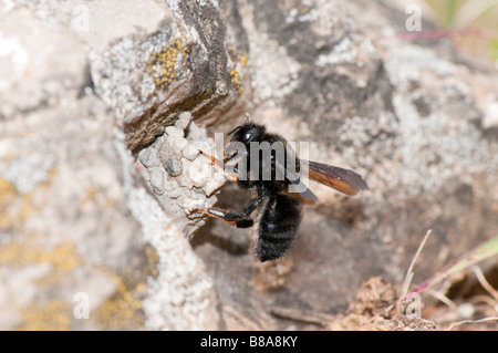 Weibl. Mörtelbiene (Megachile parietina) Foto Stock