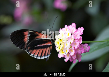 Portalettere Heliconius melpomene : alimentazione a farfalla su fiori di Verbena a Mindo, Ecuador nel mese di settembre Foto Stock