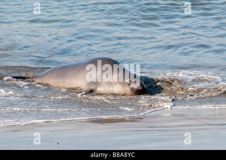 Nördlicher vedere Elefant Mirounga angustirostris settentrionale guarnizione di elefante Foto Stock