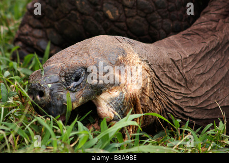 Le Galapagos tartarughe giganti, Geochelone spp, mangiare erba a Puerto Ayora Highlands, Isola di Santa Cruz, Isole Galapagos, Ecuador nel mese di settembre Foto Stock