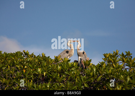 Coppia di grandi aironi blu, Ardea Erodiade, sulla parte superiore di colore rosso, di mangrovie Rhizophora mangle, Green Sea Turtle Cove, Isola di Santa Cruz, Isole Galapagos Ecuador Foto Stock