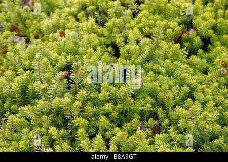 ERICA VAGANS VALERIE PROUDLEY AGM durante l inverno al RHS Wisley GARDEN REGNO UNITO Foto Stock