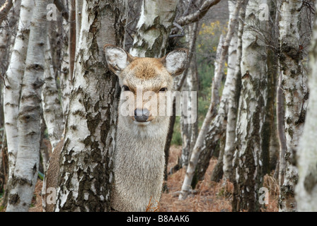 Giovani famale cervi sika guardando intorno argento betulla Foto Stock