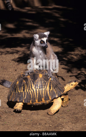 Animali divertenti foto di un anello di coda, lemuri Lemur catta, cavalcando un Madagascar irradiata, tartaruga Geochelone radiata, vicino a Fort Dauphin, Madagascar Foto Stock