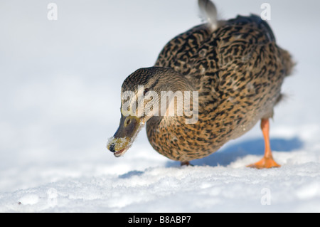 Close-up di una femmina adulta Mallard duck con neve intorno al suo becco e passeggiate sulla neve. Foto Stock