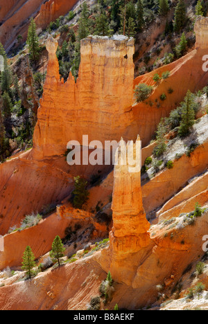 Hoodoos e e pini lungo il Navajo loop nel parco nazionale di Bryce Canyon dello Utah Foto Stock