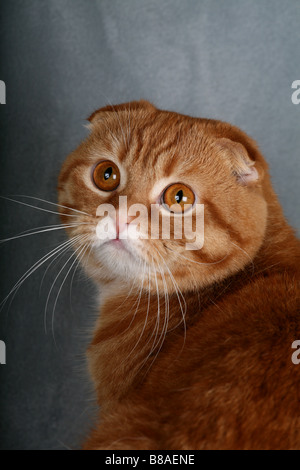 Scottish Fold cat. Foto Stock