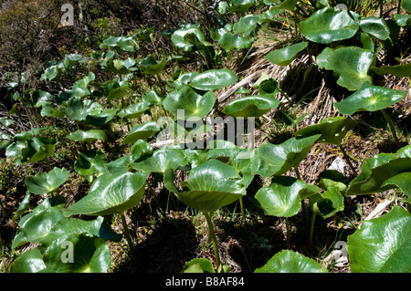 Fogliame del 'Mount Cook Lily' Ranunculus lyallii appena prima della fioritura in primavera - Hooker Valley, al di sotto del Mt Cook Foto Stock