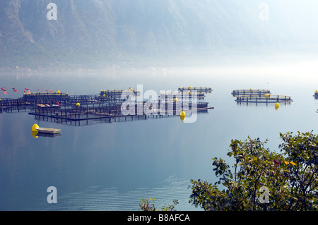 La piscicoltura nelle calme acque del lago di Kotor in Montenegro rurale Foto Stock