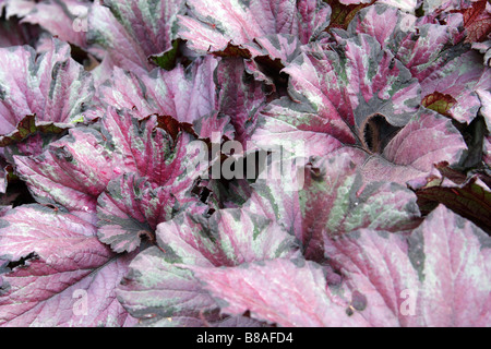 BEGONIA LAMPONE SWIRL Foto Stock