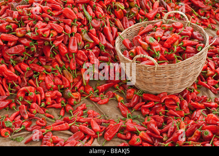 Commercio all'ingrosso red peperoncini piccanti o peperoni di caienna ammassati in abbondanza sul pavimento con un cesto di vimini pieno di organico il peperoncino, un display a colori Foto Stock