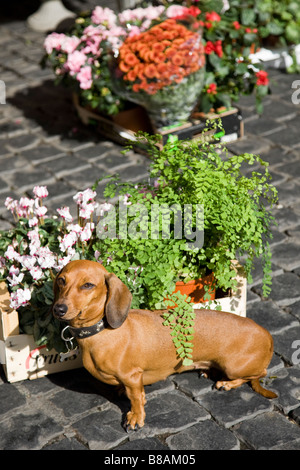 Un marrone, daschund cane si siede accanto ad alcuni fiori in attesa per il suo proprietario per tornare Foto Stock