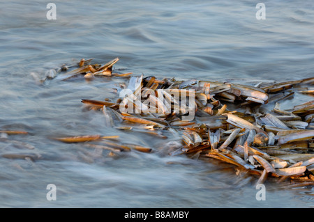 Comune vongola rasoio / Rasoio di spada Foto Stock