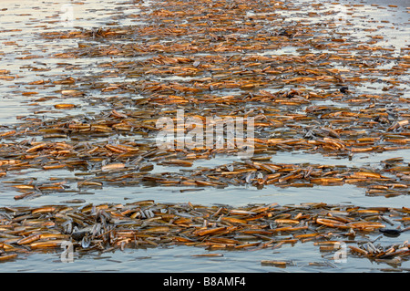 Comune vongola rasoio / Rasoio di spada Foto Stock